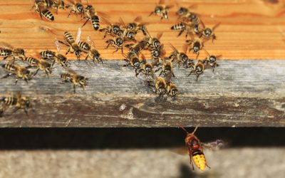 Le frelon asiatique, un fléau pour nos abeilles