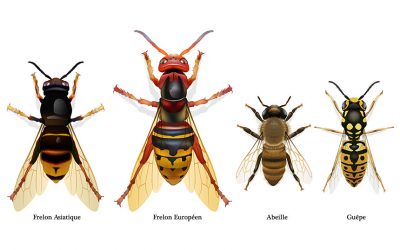 Quelles différences entre le frelon européen et le frelon asiatique ?